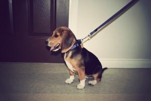 Finnegan Beagle