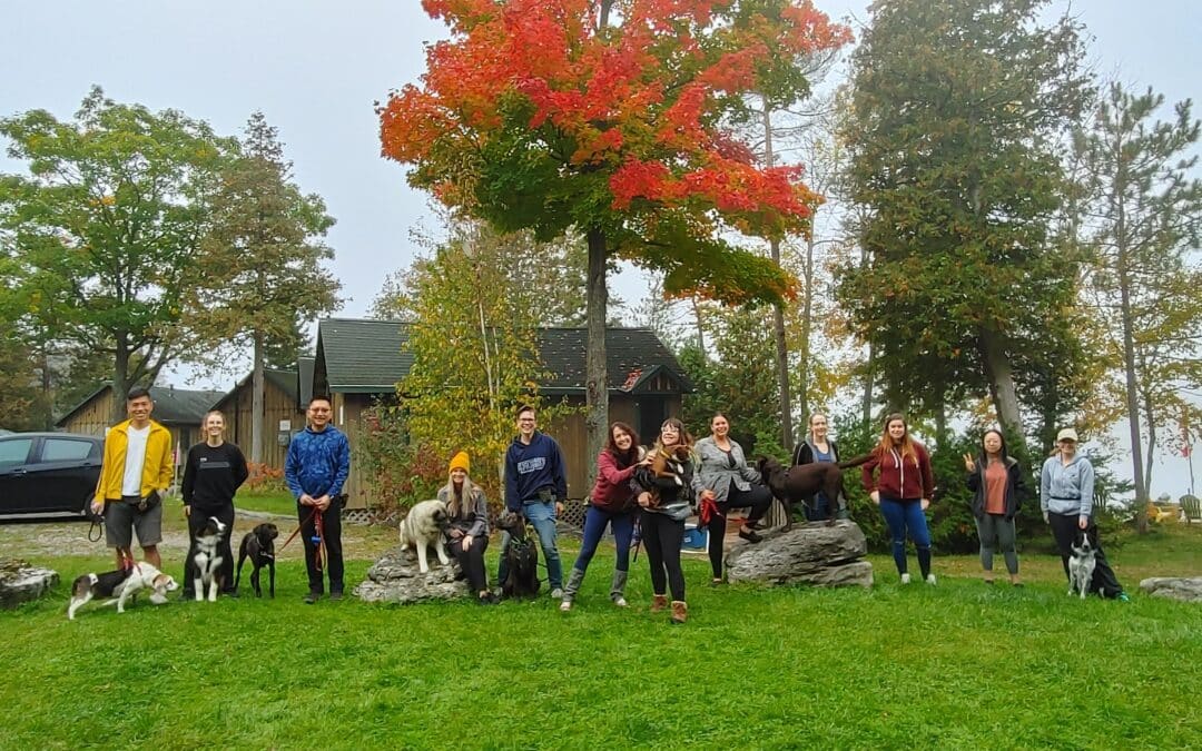 Dogs at the Cottage