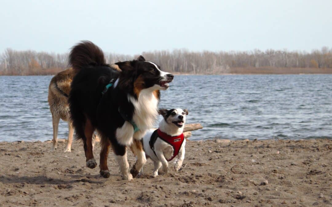 Beat the Heat: Keeping our Dogs Cool