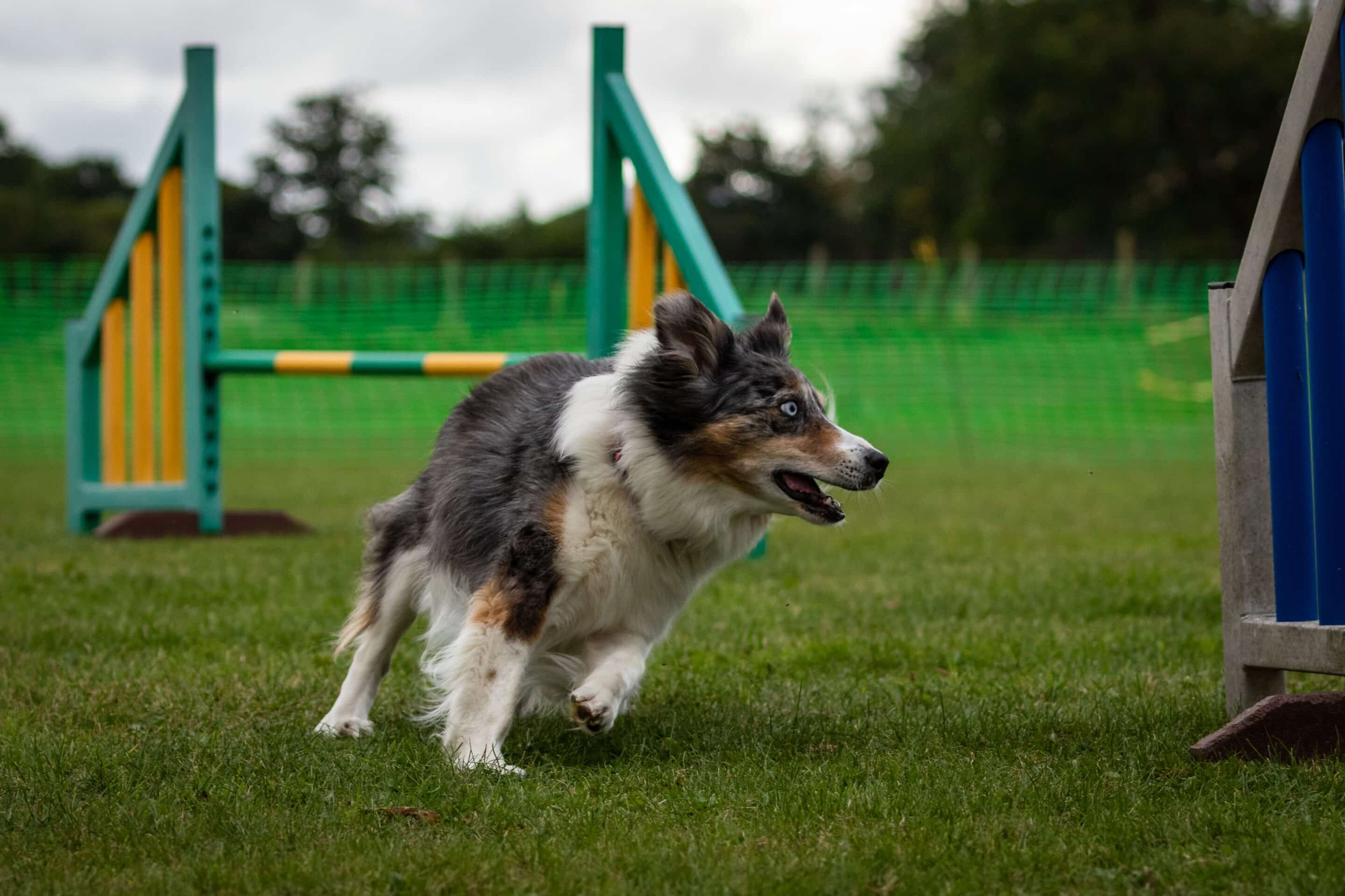 Dog on teeter